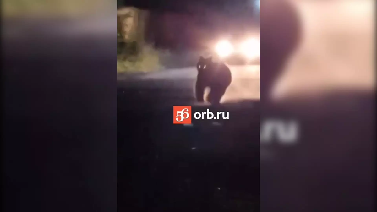 Бурый медведь стал причиной переполоха на дороге в Кувандыке