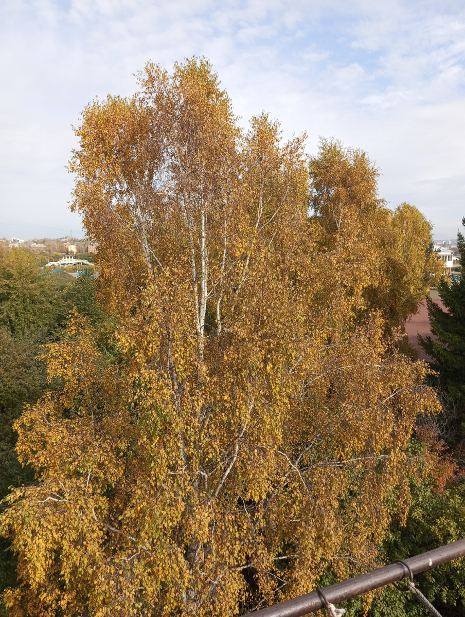 Фото автора."вот стоит береза под моим окном..."