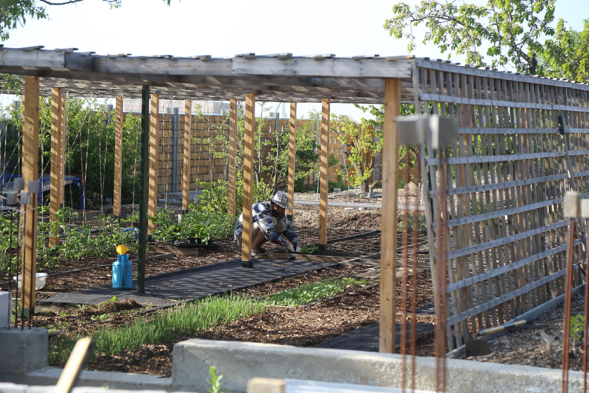 Огород год спустя весна 2020 года