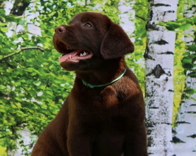 Лабрадор по кличке Баунти