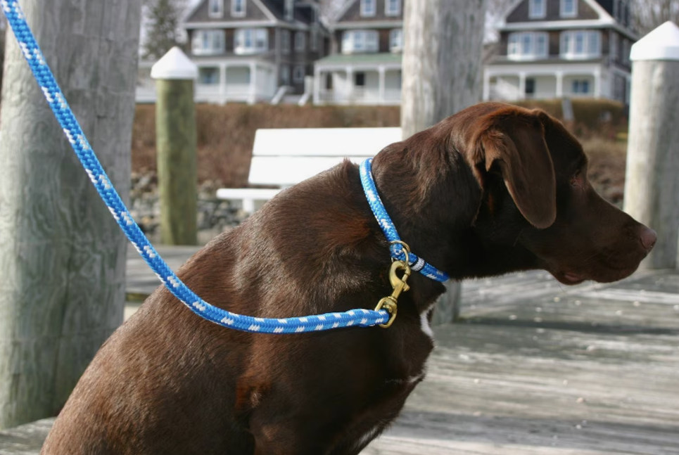 У фонарного столба, привязанный на двухметровый поводок, сидел огромный пес