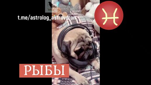 ГаВстрологические мопсы🐕✨