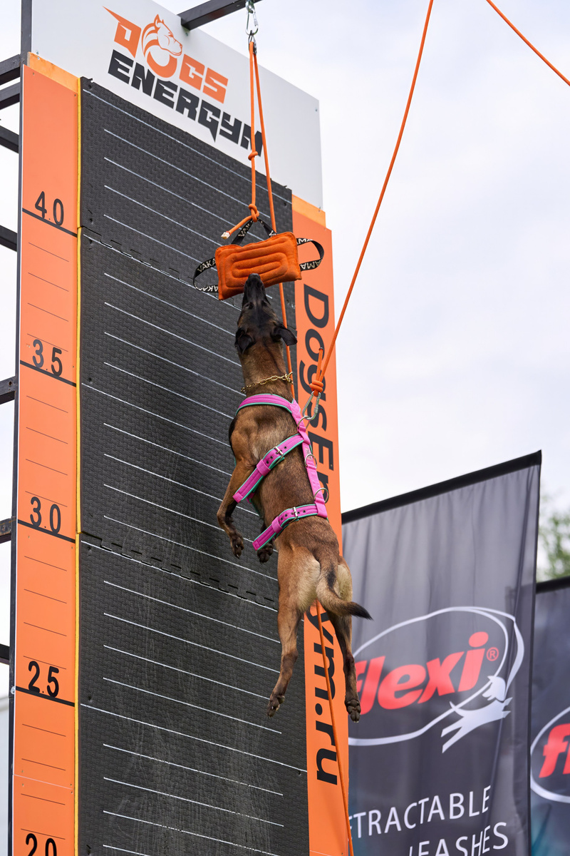 Собак породы малинуа. Прыжок в высоту с опорой на отвесную стену (Wall Jump)