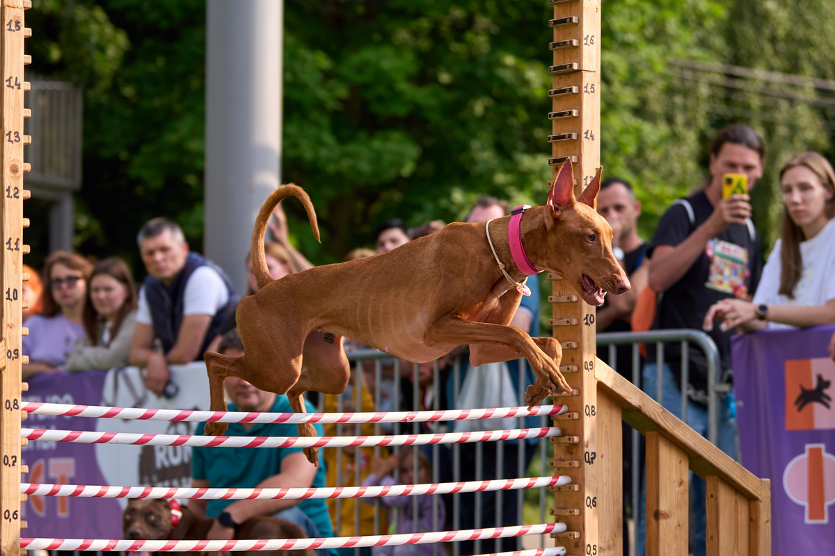 Фараонова собака. 