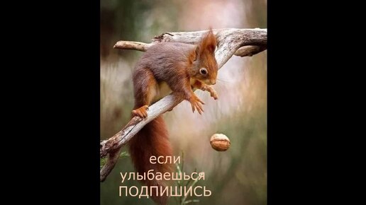 ХОРОШИЙ УЧИТЕЛЬ #центрприроды #животные #белка #природа #лес #деревья #отдых