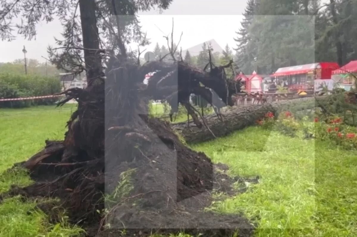    Падение громадного дерева на людей в Петербурге зафиксировала видеокамера