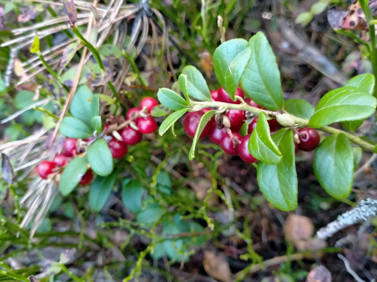 Кисточки брусники
