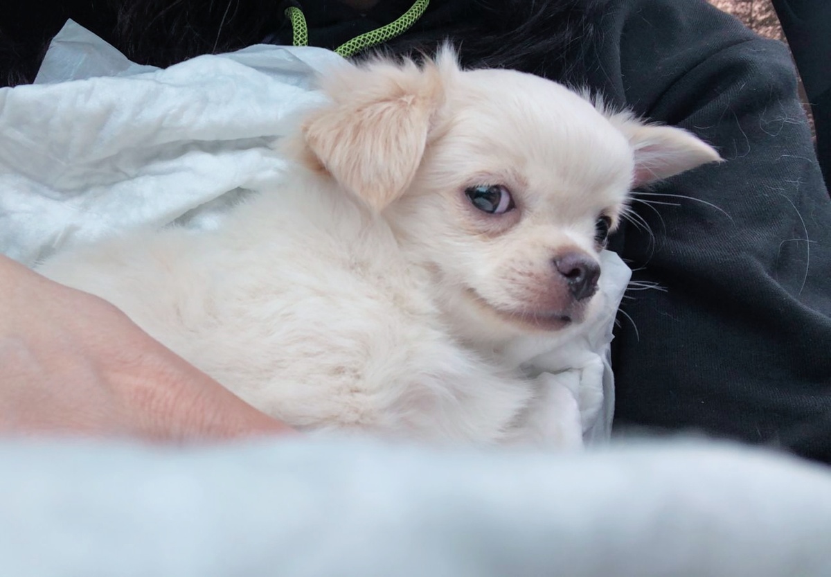 18 мая, приехал в свою новую семью. 