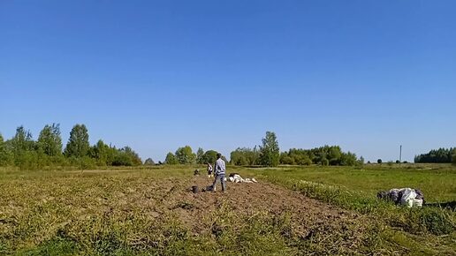 Убираем картошку (урожай) мотоблоком