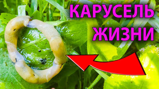 😱 Вы не поверите, что я увидел! 🐌 Слизни: секретная жизнь, которую вы не знали!