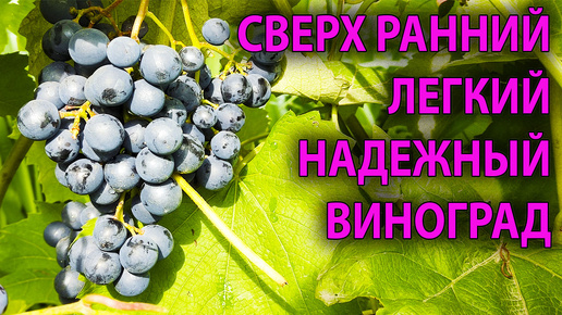 🍇 ВИНОГРАД который меня всегда выручает в НЕ ВИНОГРАДНЫЙ год. ЮОДУПЕ опять показал свои достоинства 🔥