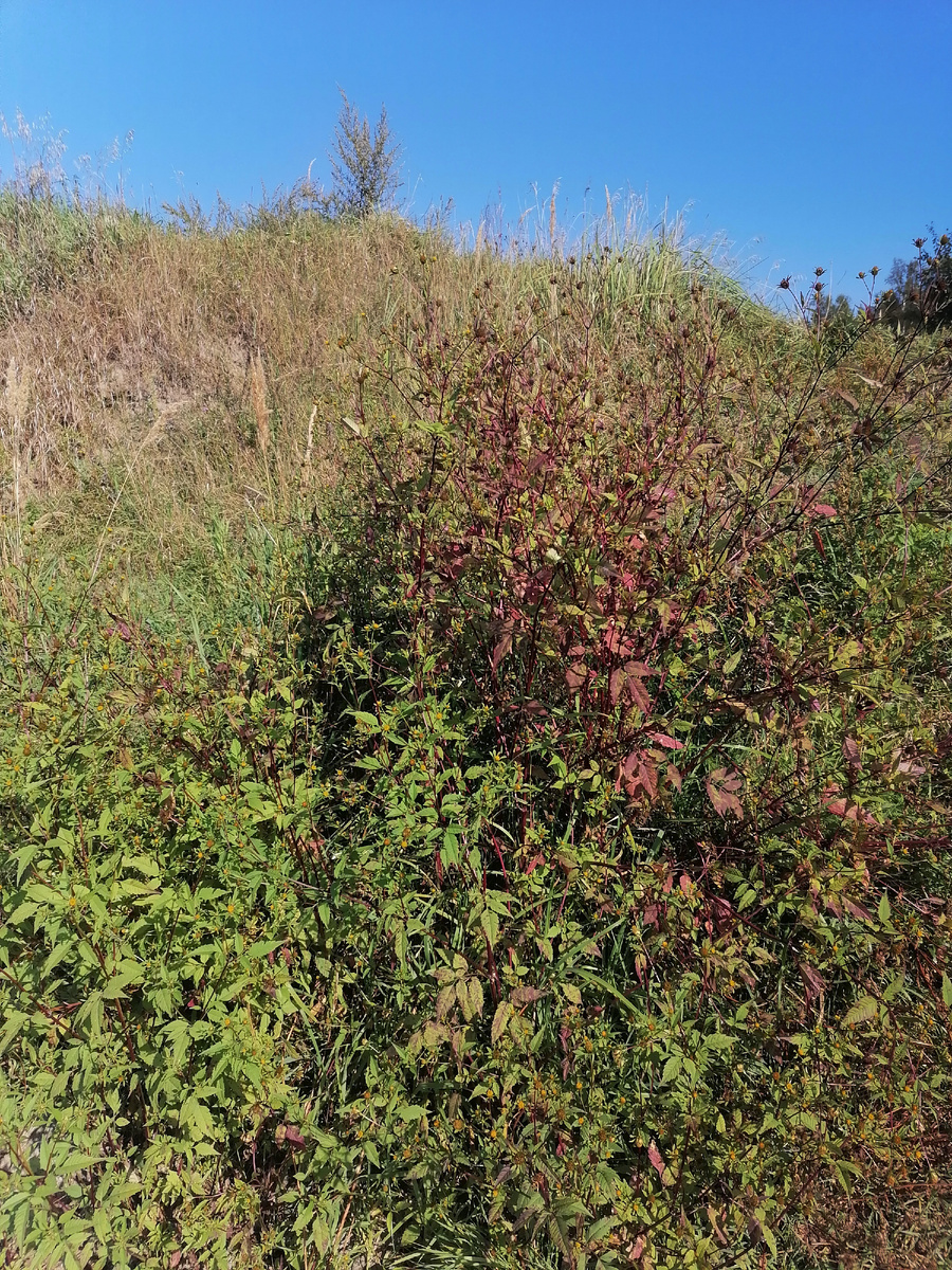 Авторское фото 