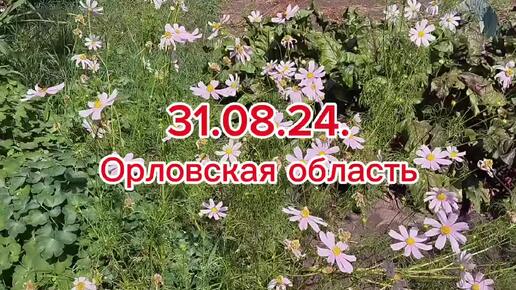 Дела огородные 31 августа.Удаление листьев с клубники.