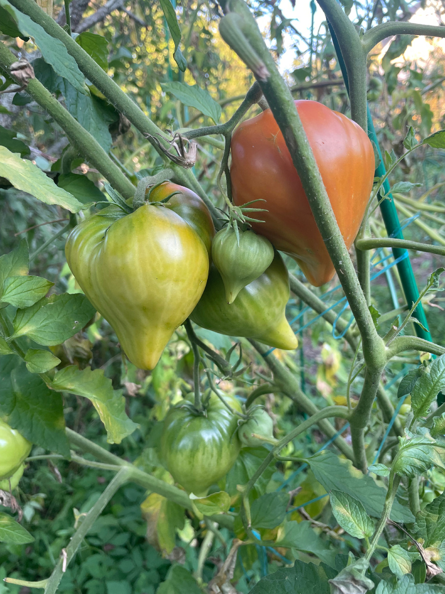 Заилийский Алатау