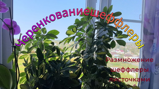 Черенкование шеффлеры и размножение листом #размножениешеффлеры #шеффлера #комнатныерастения #черенки