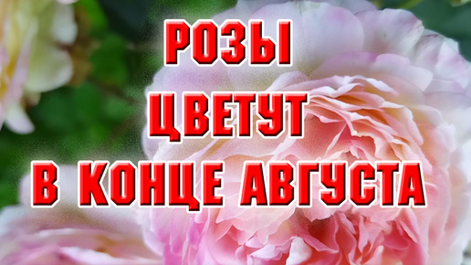 Розы в цвету