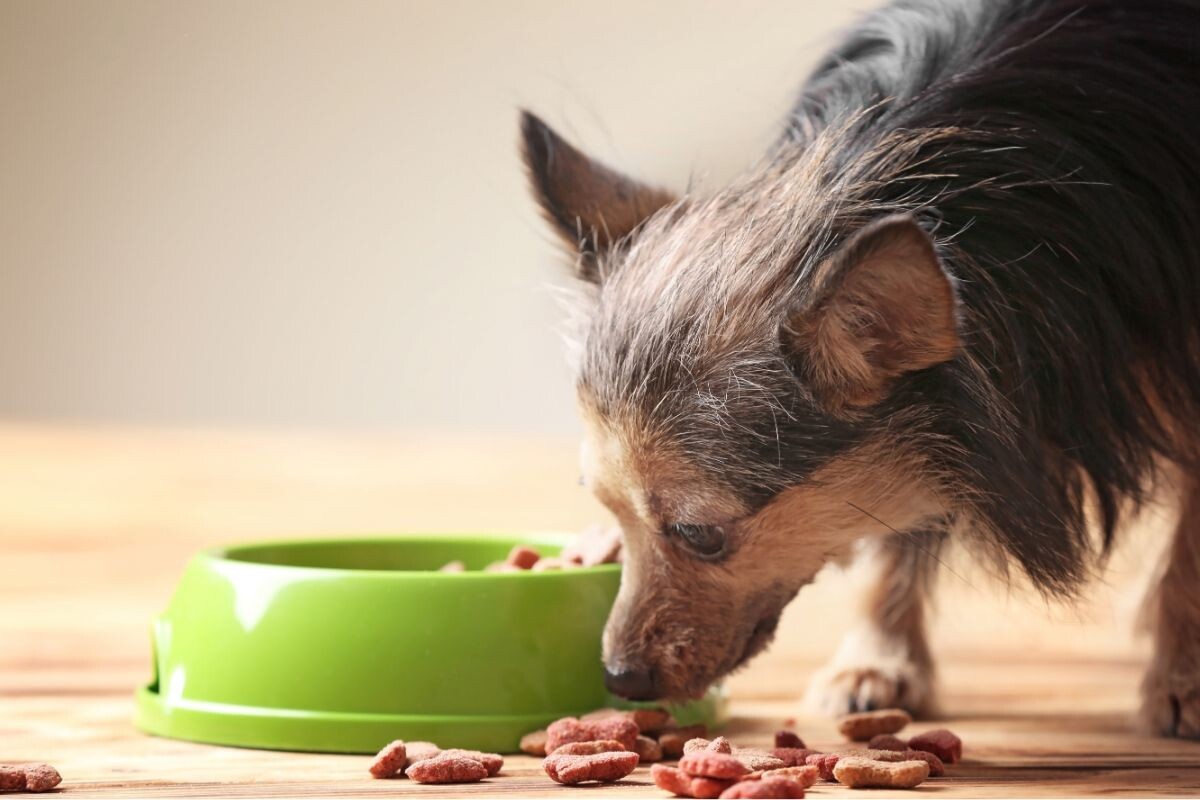 Собака и сухой корм 