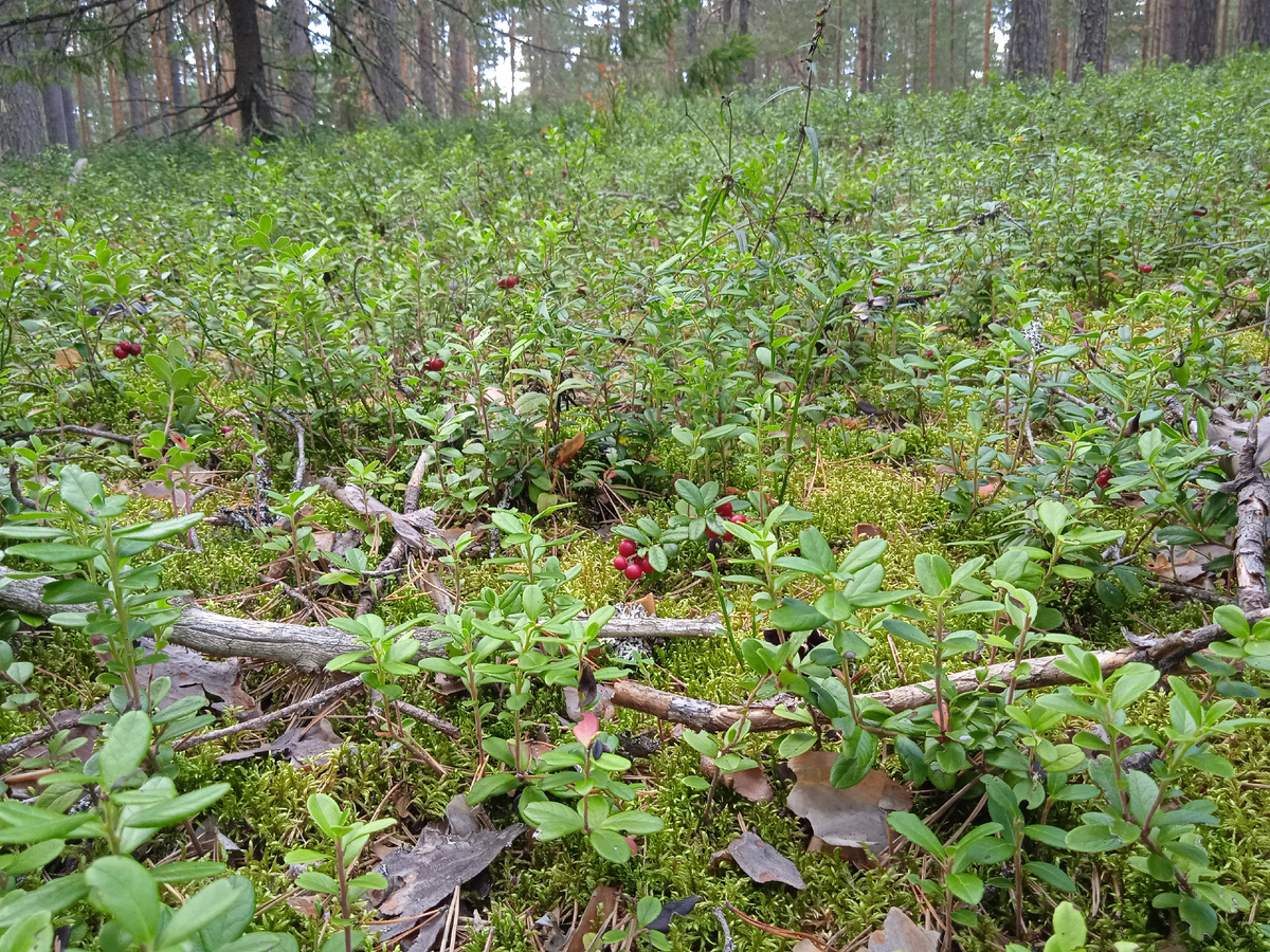 Кисточки брусники. Фото автора, 31 августа 2024г.