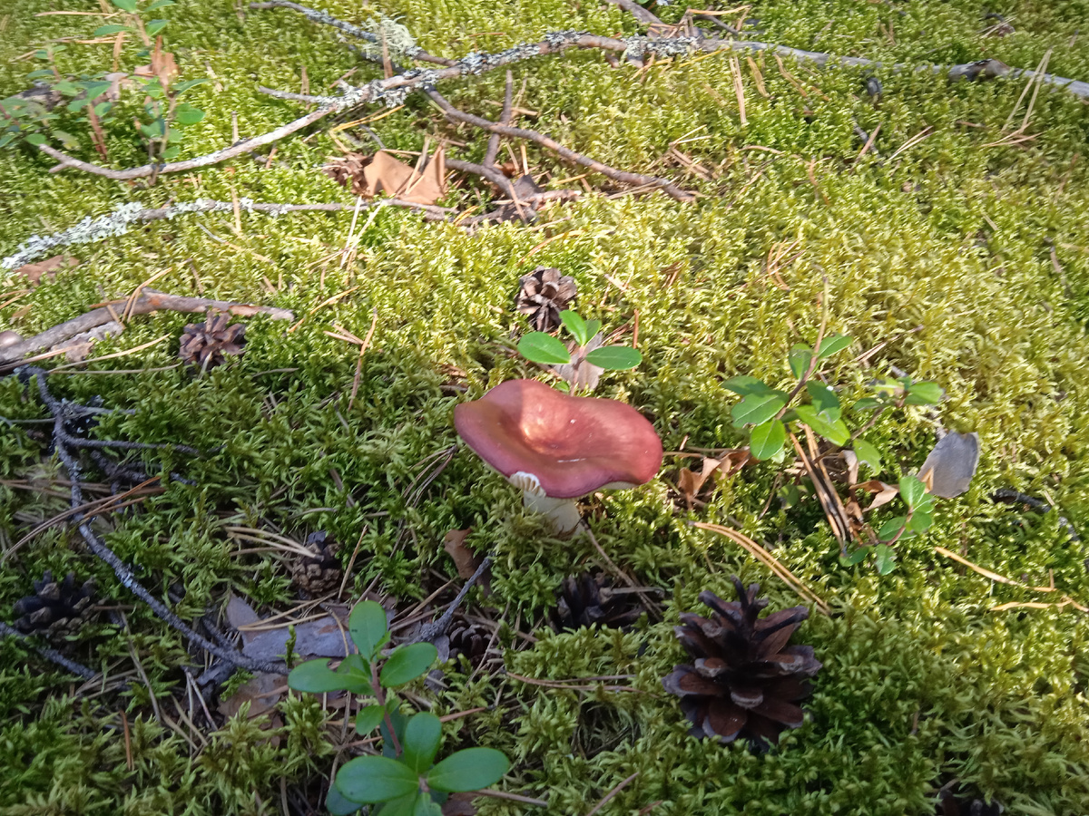 Сыроежка в окружении опавших шишек и одиночных кустиков брусники. Фото автора.