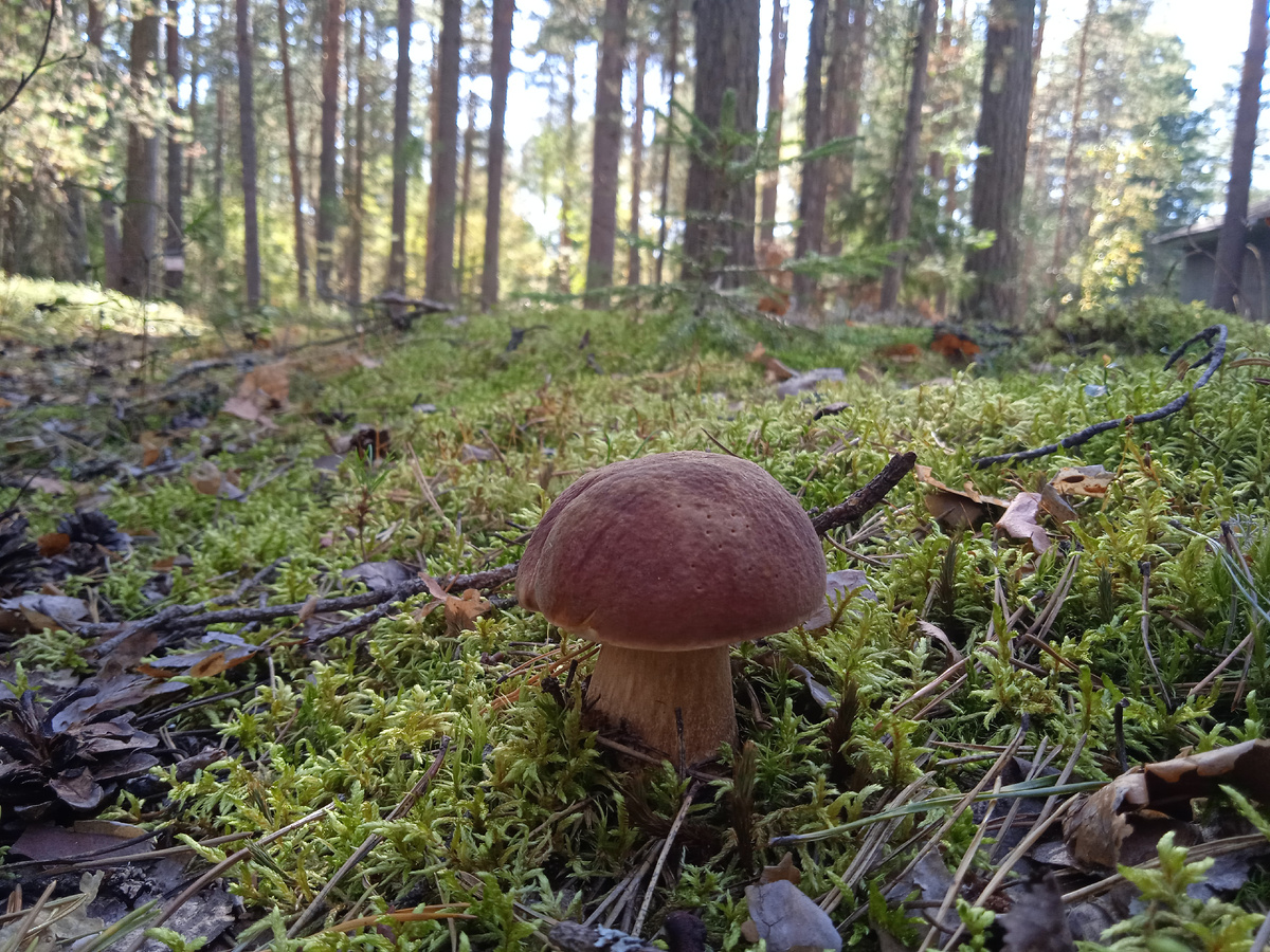 Боровик. Фото автора.