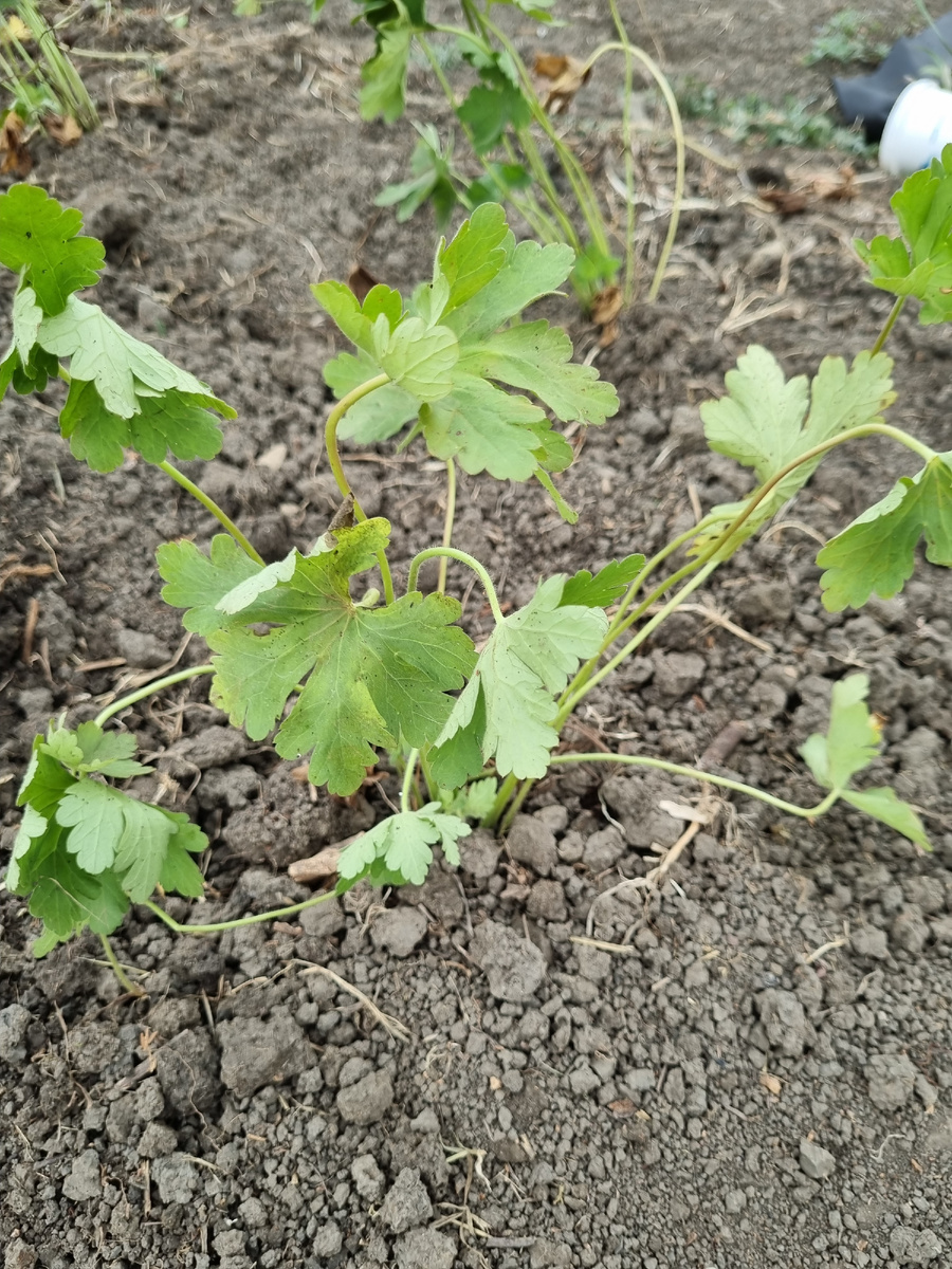 Вот такие кустики. Около 50шт