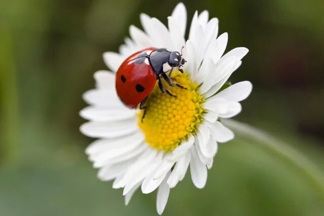    Как называется самец божьей коровки?