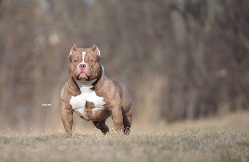 SSS BULLIES COCAINE COWGIRL