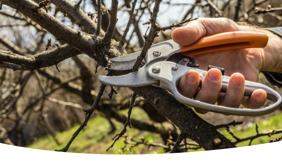 Осенняя обрезка яблони: какие деревья, когда и как обрезать