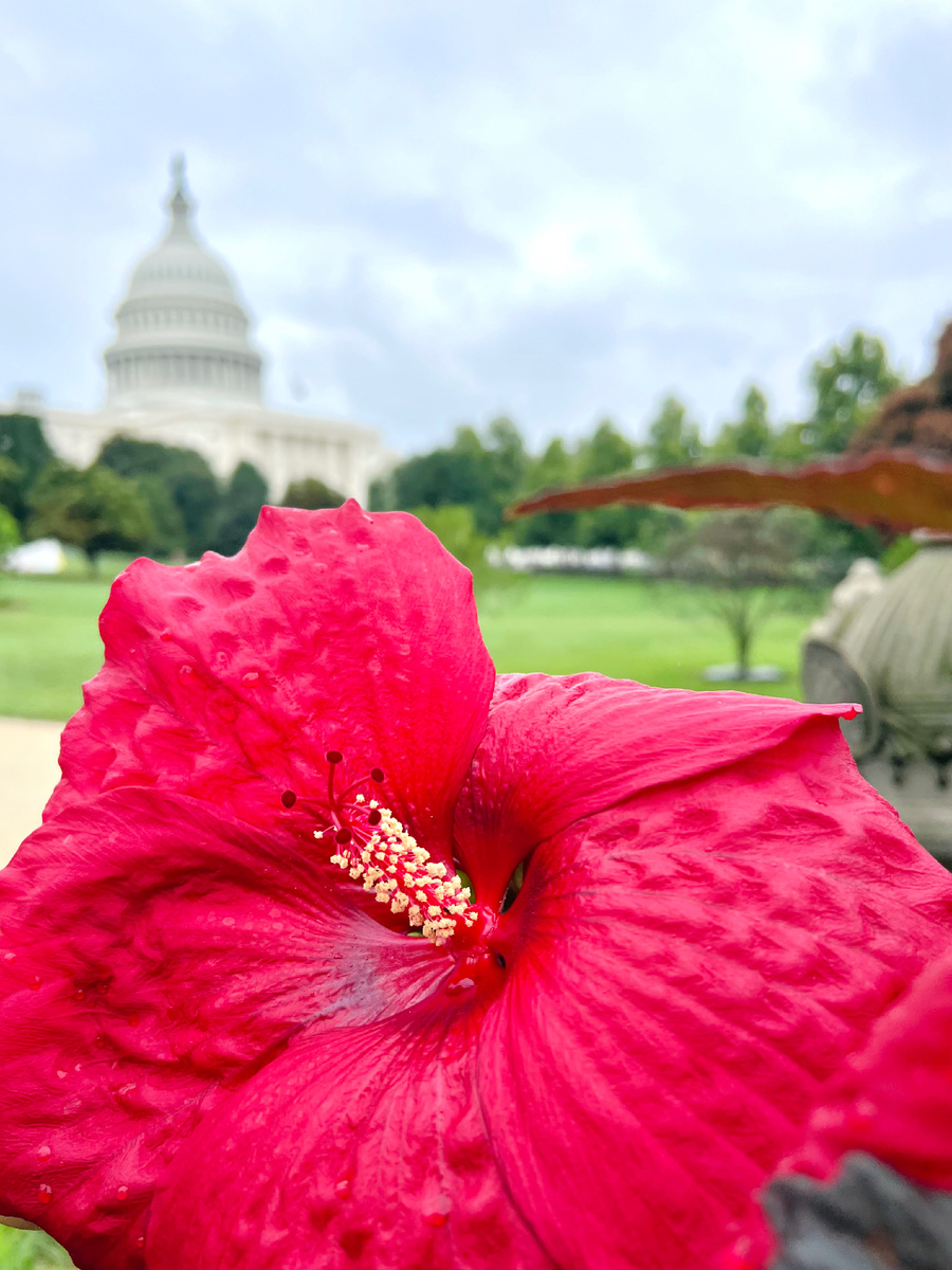 Цветок на фоне размытого Капитолия. Фотография из личного архива. 