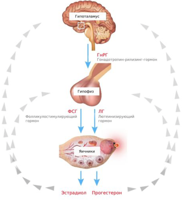 Вот так выглядит схематично регуляция РС