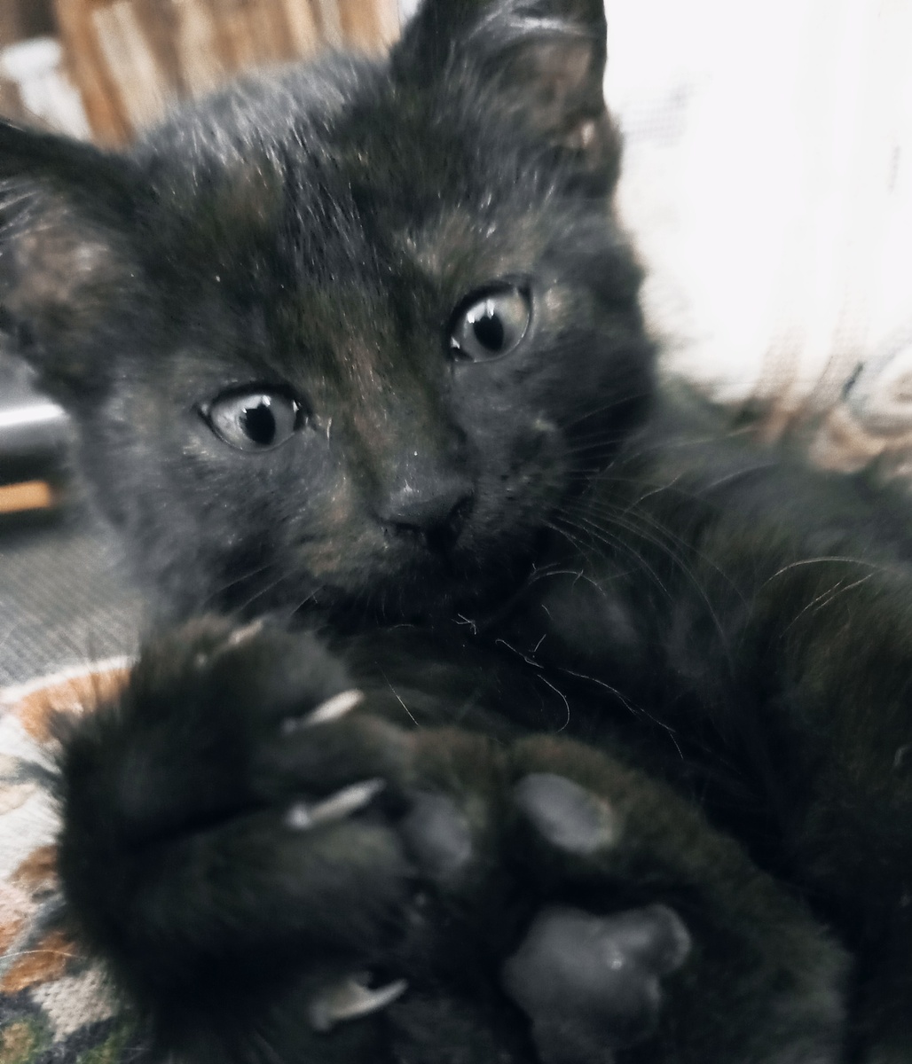 Тут он узнал, что его зовут Яша и у него есть дом. Фото автора.