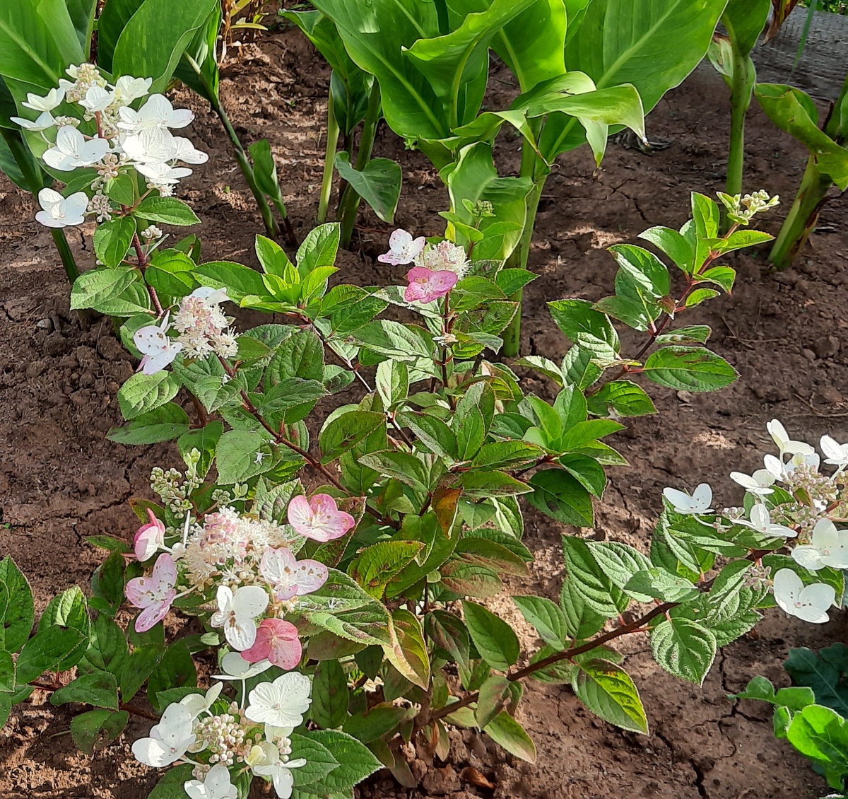 Гортензия Меджикал Файер.