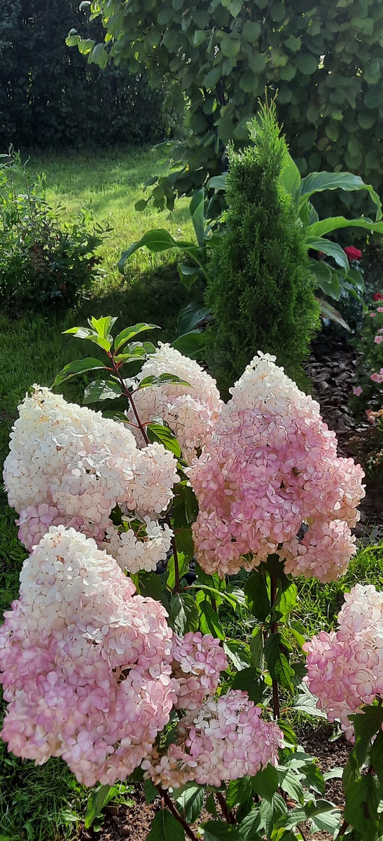 Гортензия Ванила Фрейз.