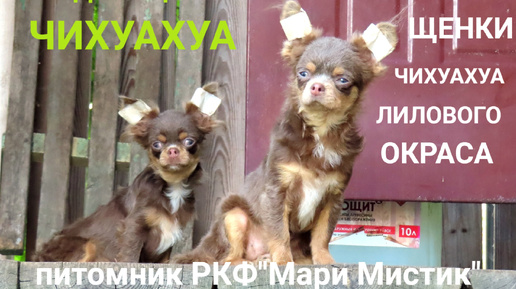 Самые ТРУСЛИВЫЕ щенки #ЧИХУАХУА #купить_чихуахуа_ЛИЛОВОГО_окраса 89215950848 #ПРОДАЮ_чихуахуа