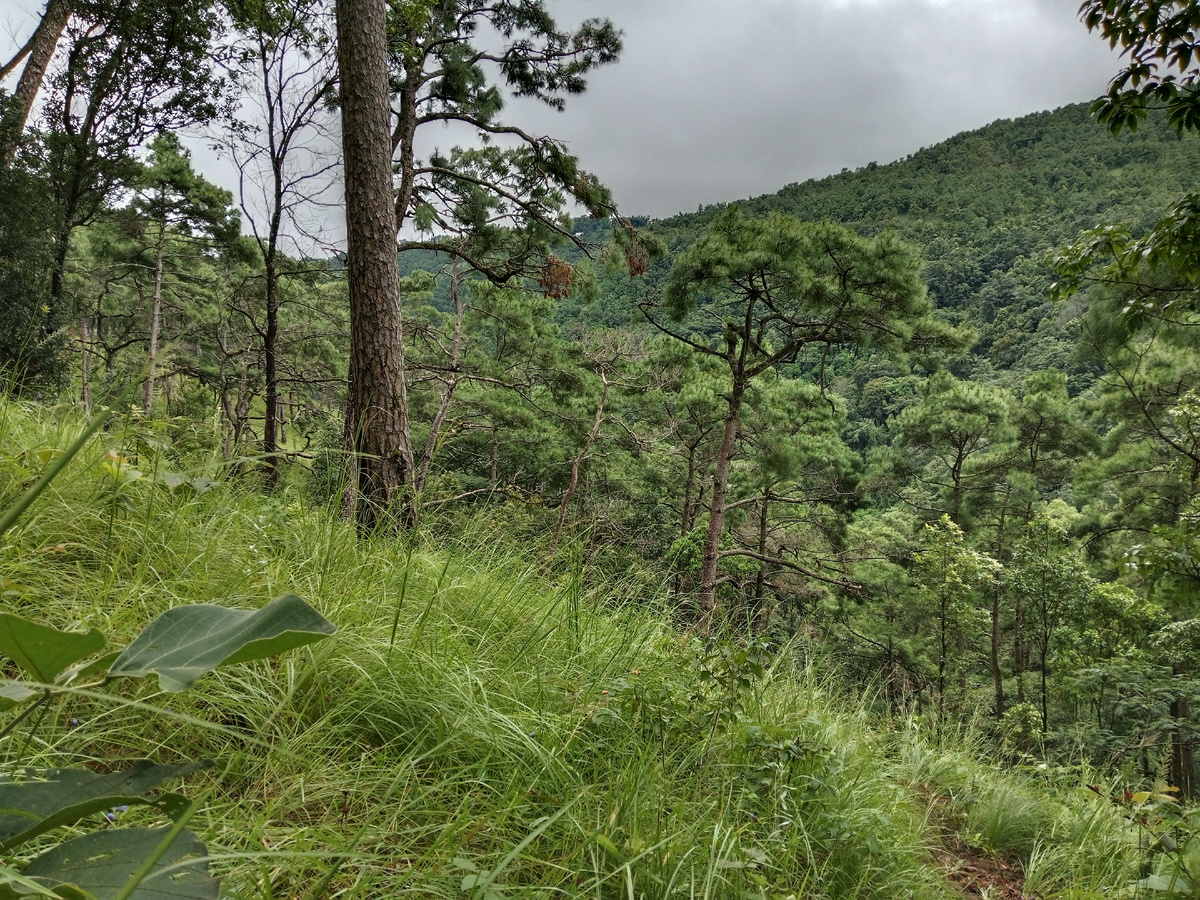 Горный лес в окрестностях Шиллонга