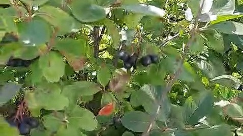 Рябина арония черноплодка. Черноплодка арония. Когда можно собирать черноплодную рябину. Арония черноплодная куст. Рябина черноплодная арония сбор урожая.