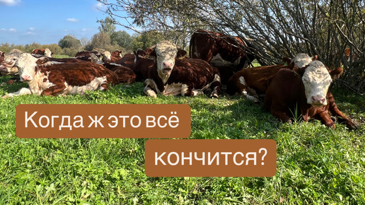 Когда ж это закончится? #герефорд #корова #бык #ферма #заготовка #сено #техника #работа #фермер #труд #хозяйство #село #деревня #Ленобласть