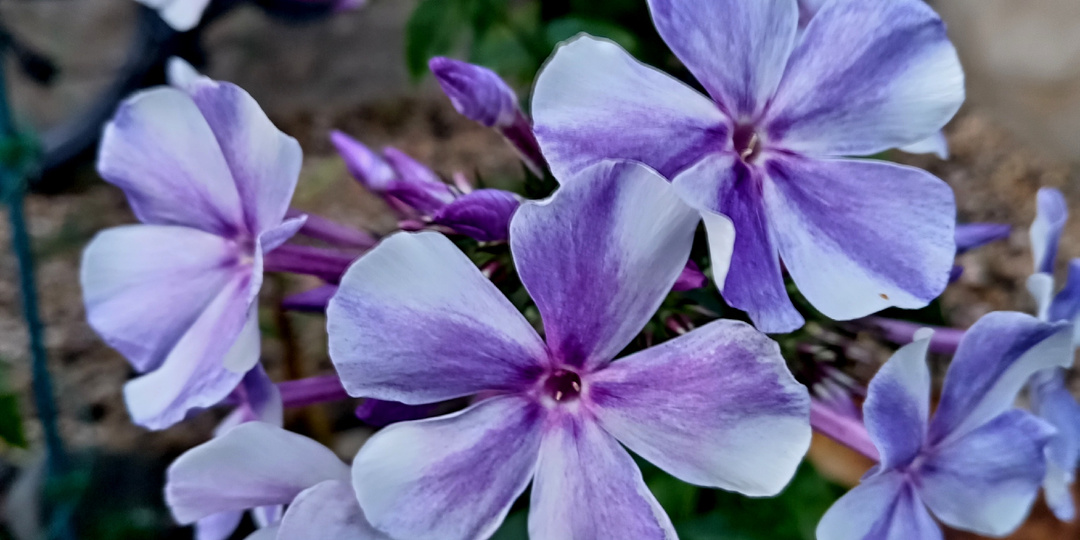 Самые опасные болезни флоксов, и методы борьбы с ними