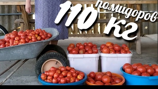 🍅🍅Помидоры зимой Не покупаю! 5 лучших рецептов! Готовлю летом по 100 банок хватает до следующего урожая! 110 кг помидоров за раз!