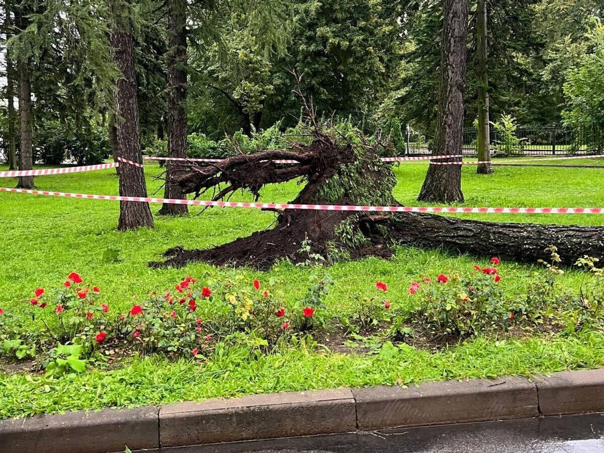    Место падения дерева на Крестовском острове в Петербурге© Фото : Прокуратура г. Санкт-Петербурга/Telegram