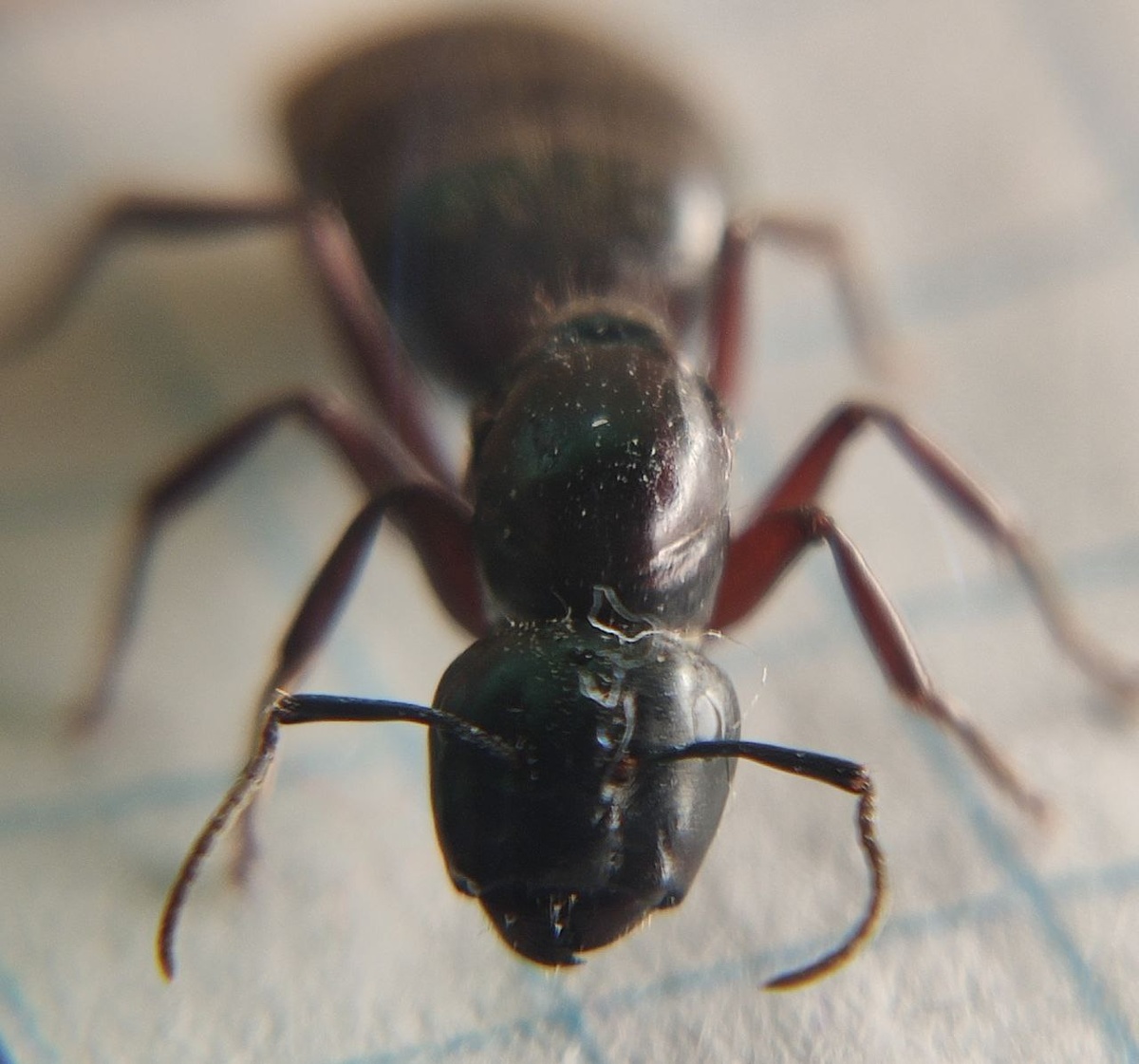 Тихий и незаметный сосед