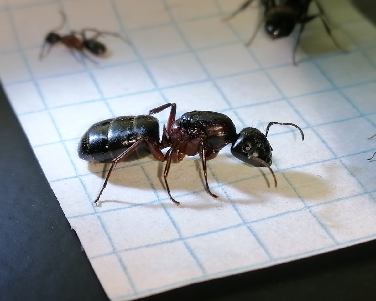 полутора сантиметровая королева Camponotus herculeanus 