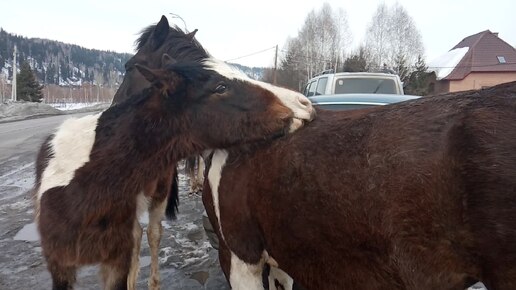 В 8. Лошадушки на остановке.