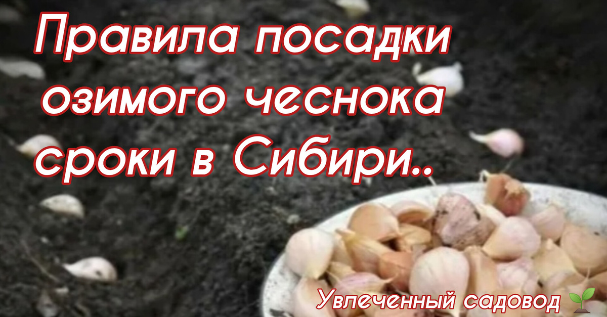 озимый чеснок посадка