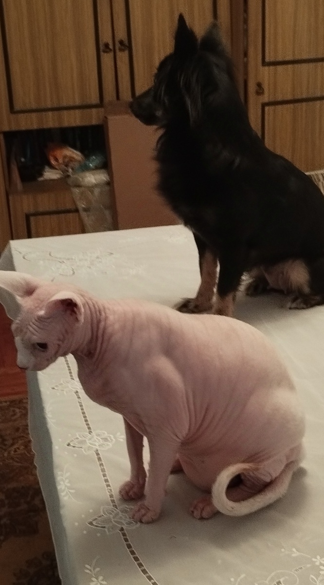 Наше шикарное пузико!