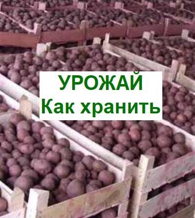 как хранить картофель