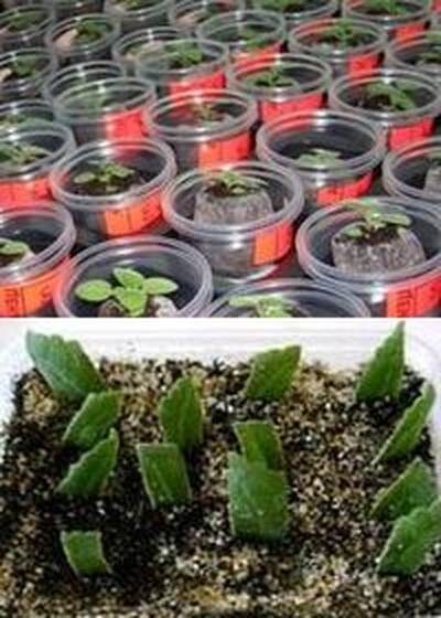 размножение глоксинии