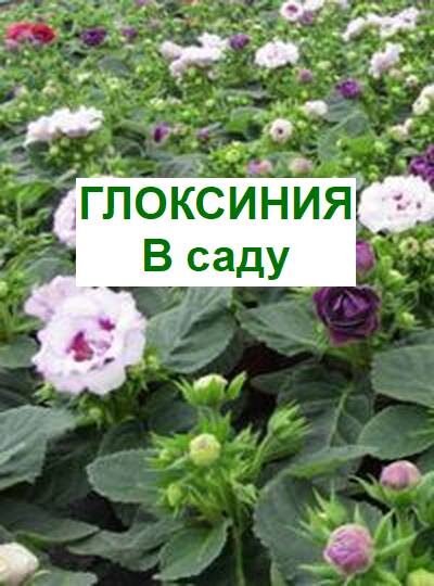 выращивание глоксинии