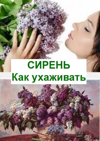 уход за сиренью