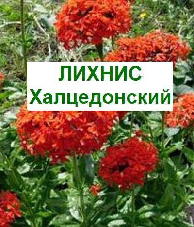 лихнис халцедонский